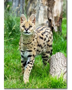 Serval Wolf-deer