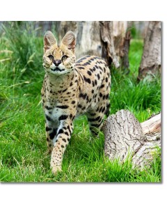 Serval Wolf-deer