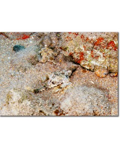 Short Dragonfish camouflaged on the seabed