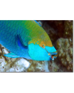 Singapore Parrotfish, portrait of a golden fish 