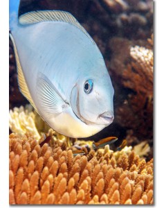 Sleek Unicornfish diving over branching corals
