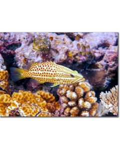 Slender Grouper hiding behind a cauliflower coral
