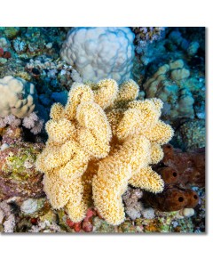 Slimy leather coral, textured undulating curves