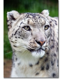 Close-up of a Snow Leopard