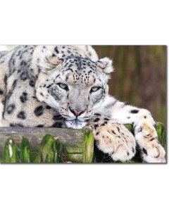 Snow leopard chilling on a bridge made of logs