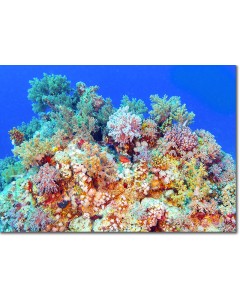 Blue-spotted Rock Cod emerging from a coral garden