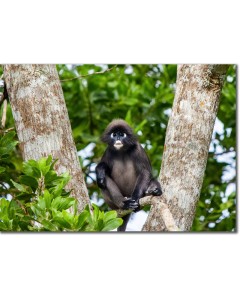 Spectacled Leaf Monkey perched on a rainforest tree
