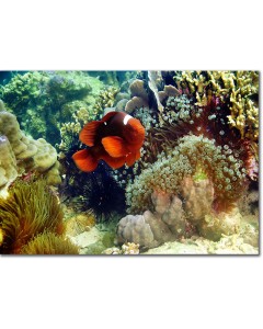 Spinecheek Clownfish by a rainbow of marine life poster,Spinecheek Clownfish by a rainbow of marine life framed picture,Spinecheek Clownfish by a rainbow of marine life canvas,Spinecheek Clownfish by a rainbow of marine life framed picture,Spinecheek Clow