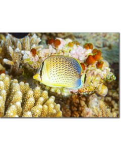 Spotted Butterflyfish by corals and sea squirts