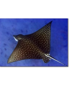 Spotted Eagle Ray in the deep blue