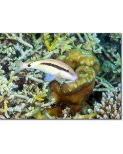 Spotted Golden Goatfish hovering over corals
