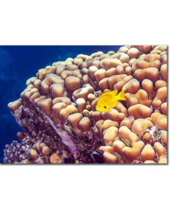 Sulphur Damsel by attractive interlacing corals