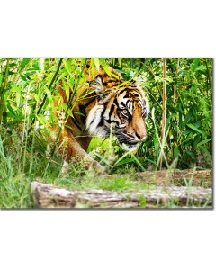 Ambush - Sumatran Tiger