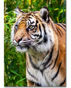Regal Tiger - largest of the big cats