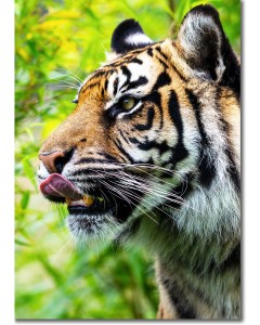 Tiger licking its lips in anticipation ...