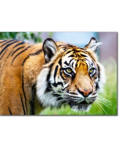Close-up of a Sumatran Tiger