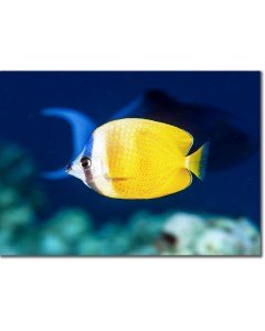 Sunburst Butterflyfish