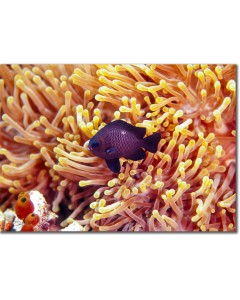 Threespot Dascyllus nestled anemone tentacles