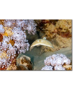 Leopard Torpedo Ray hovering by Feathery Xenid