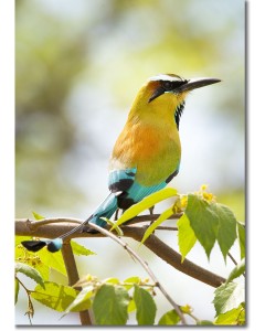 Portrait of a Motmot