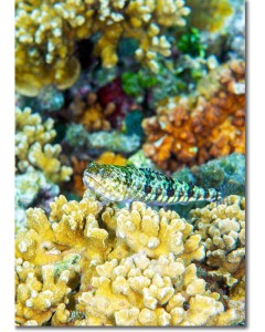 Two-spot Lizardfish guarding his coral home
