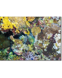 Undulated Moray Eel emerging from its lair on a reef drop-off