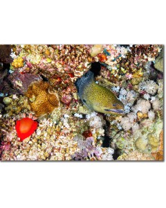 Undulated Moray within a diversity of reef life