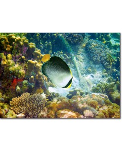 Angelfish swooping down amongst the corals on the seabed poster
