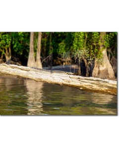 Water Monitor sunning on an ants nest