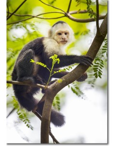 White-faced Capuchin in the Costa Rica Rainforest