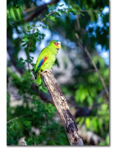 White-fronted amazon perched in a tropical forest