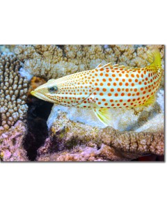 White-lined Grouper swimming over corals