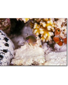 Whitetail Damsel in an awe-inspiring close-up