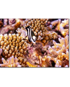 Whitetail Dascyllus posing by awesome corals