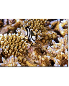 Whitetail Dascyllus posing by awesome corals