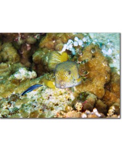Yellow Boxfish being cleaned by a Wrasse