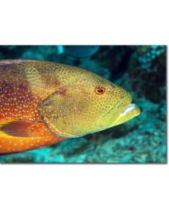 Yellow-edged Lyretail (grouper) shining out from aquamarine sea