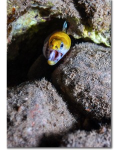 Yellow-headed moray eel striking out from a crevice