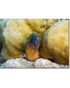 Yellow-edged Moray Eel curiously viewing its territory