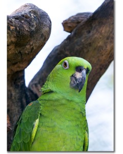 Yellow-naped Amazon close-up