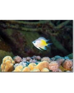 Yellowside Damselfish by branching & honeycomb corals