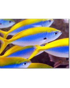 Yellowback Fusilier