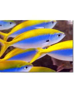 Yellowback Fusilier
