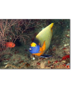 Yellowface Angelfish deep under the reef drop-off poster