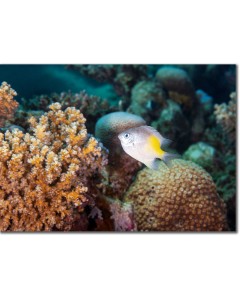 Yellowfin Damsel by branching & honeycomb corals
