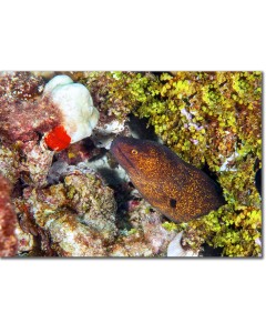 Yellowmargin Moray inspecting a brain coral