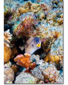 Yellowmouth Moray striking out from its lair