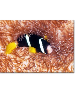 Yellowtail Clownfish gazing up from a saddle anemone poster,Yellowtail Clownfish gazing up from a saddle anemone framed picture,Yellowtail Clownfish gazing up from a saddle anemone canvas,Yellowtail Clownfish gazing up from a saddle anemone framed picture