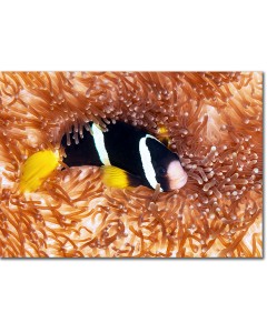 Yellowtail Clownfish gazing up from a saddle anemone poster,Yellowtail Clownfish gazing up from a saddle anemone framed picture,Yellowtail Clownfish gazing up from a saddle anemone canvas,Yellowtail Clownfish gazing up from a saddle anemone framed picture