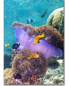 Blackfinned clownfish poster